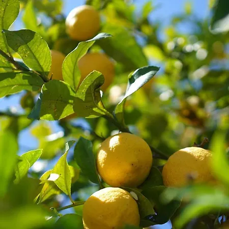 Villa Cal Rei Gran Pollenca