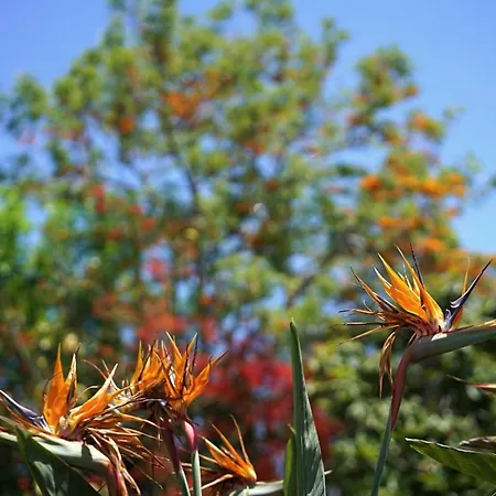 Cal Rei Gran * Pollenca