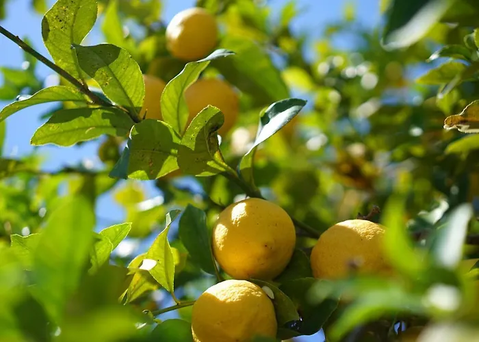 Villa Cal Rei Gran By Balearic Pollença